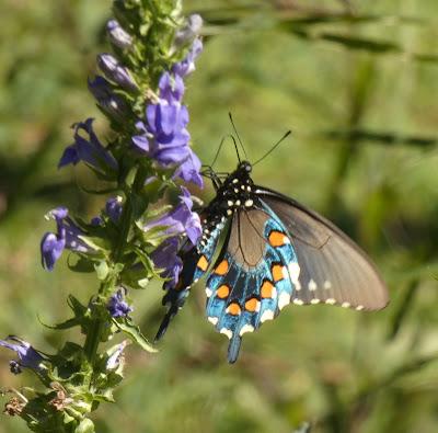 Butterflies