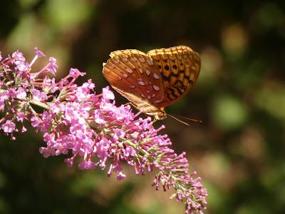 Butterflies