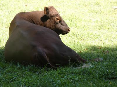 Cattle. And Skies
