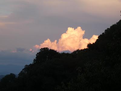 Cattle. And Skies