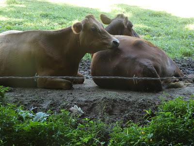 Cattle. And Skies