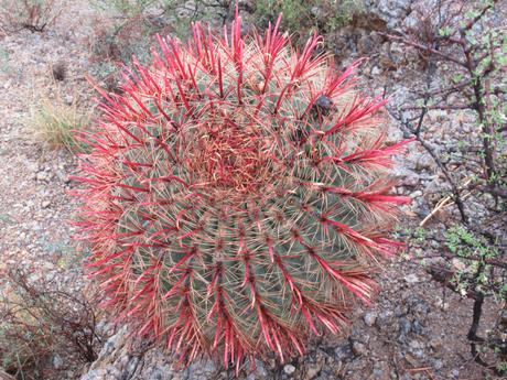 Diversity in dryness