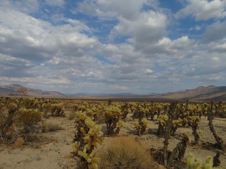 Diversity in dryness