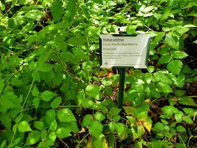 MILLS COLLEGE, OAKLAND, CA: Nature Walk and Window Onto History