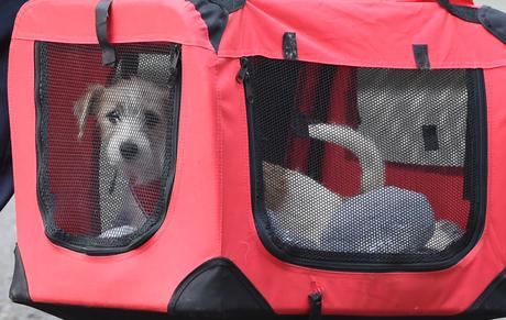 If Dilyn (Dog), Larry (Cat) Can Put Behind Difficulties Boris Johnson If Dilyn (Dog), Larry (Cat) Can Put Behind Difficulties Boris Johnson