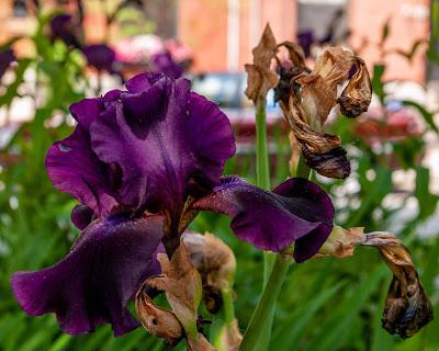 I've been saving these for a gloomy day [irises]