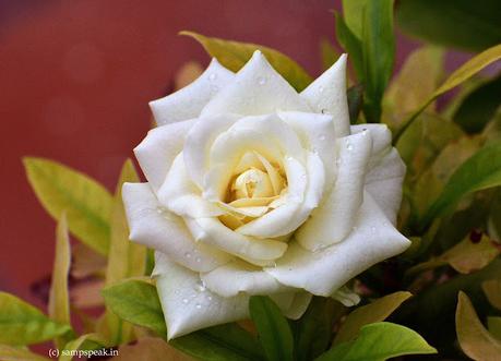 celebrating Onam -with roses !