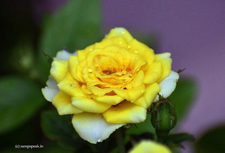 celebrating Onam -with roses !