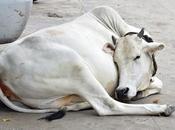 Sleep Eyes Closing Falling Asleep