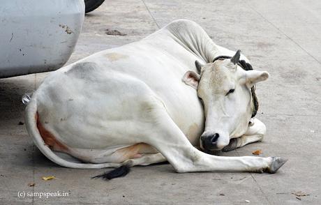 sleep !  eyes closing and falling asleep !!