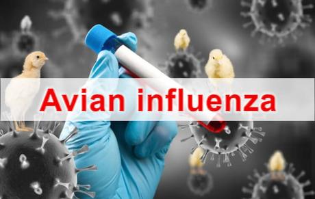 Avian influenza