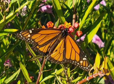 BUTTERFLY WALK: UC Botanical Garden, Berkeley, CA