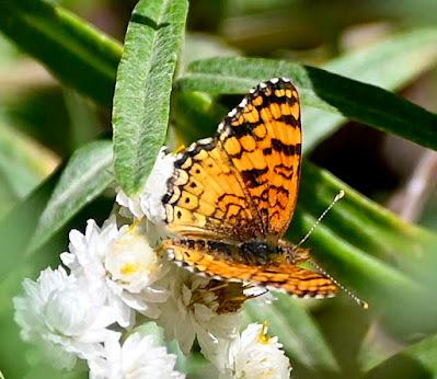 BUTTERFLY WALK: UC Botanical Garden, Berkeley, CA