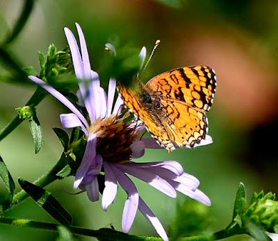 BUTTERFLY WALK: UC Botanical Garden, Berkeley, CA