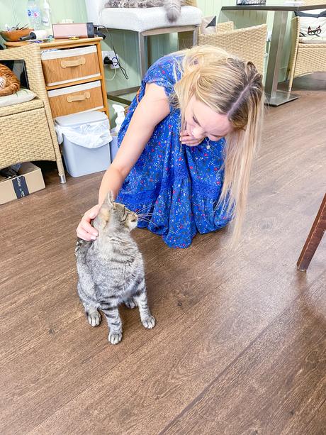 Bedford cat cafe, cat cafe, cat cafe Bedford review, afternoon tea cat cafe,