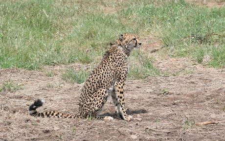 Wishing our Hon'ble PM on his Birthday and .. .. .. 'Project Cheetah'