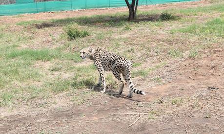 Wishing our Hon'ble PM on his Birthday and .. .. .. 'Project Cheetah'