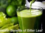 Bitter Leaf Health Benefits (Vernonia Amygdalina)