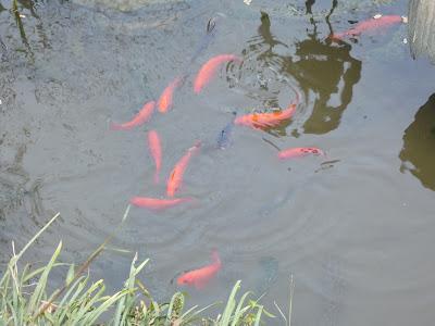 At the Little Pond