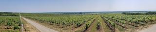Wine Tour Across Borders: Croatia and Hungary; Osijek-Baranja County and Villány