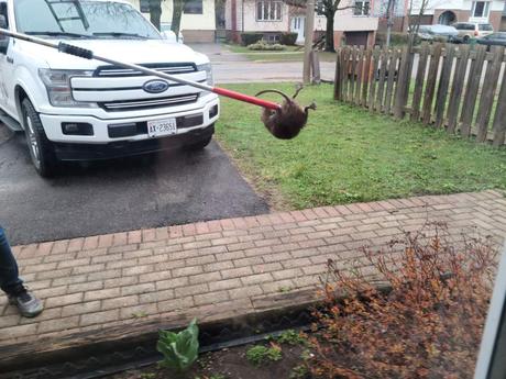 Get Hassle-Free Pest Control Services from Professionals