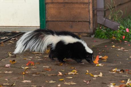 Problems Caused by Animal Intruders Visiting Your Home