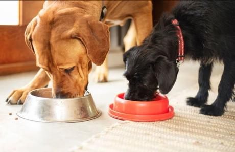 Should You Switch to Raw Dog Food?