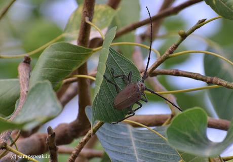 Beetles ~  ‘Batocera rufomaculata’