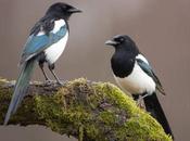 Magpies Sorrow,