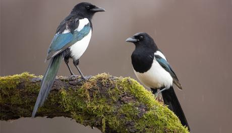 Magpies  -  One for Sorrow, Two for Joy