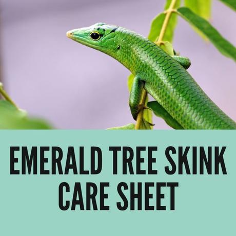 Emerald Tree Skink Care Sheet (2022 Guide)