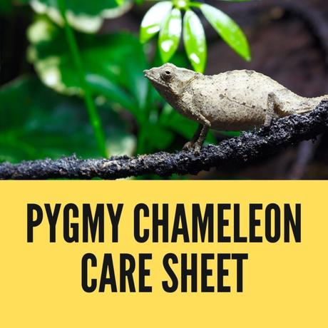 Pygmy Chameleon Care Sheet-(2022 Full Review)