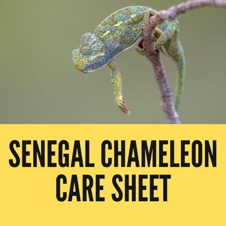 Senegal Chameleon Care Sheet In 2022