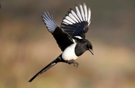 Magpies