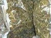 Three Transporting Over Kilos Cannabis Held
