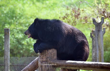 Bearish thought !  -   கரடி விடறது !!