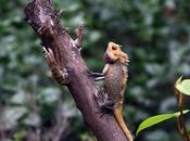 Photographing Garden Lizard வேலிக்கு ஓணான் சாட்சி