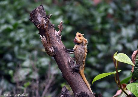 Photographing a Garden  lizard !  - வேலிக்கு ஓணான் சாட்சி  !!