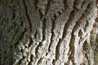 Fraxinus texensis Bark (21/10/2013, Kew Gardens, London)