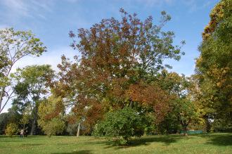 Fraxinus texensis (21/10/2013, Kew Gardens, London)