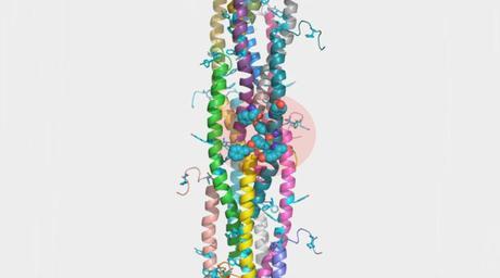 In this computer reconstruction done at EMSL, multiple Geobacter pilin structures are overlaid on Gonorrhea's fiber. Certain aromatic residues (either circled in light red or dangling out like threads) pop out of the fiber and provide insights into electrical conduction.