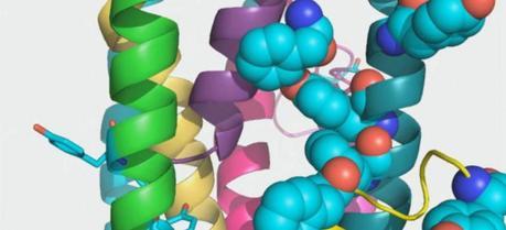 Zooming in on the Geobacter-Gonorrhea composite shows how the aromatic residues (teal balloon-like structures) bulge from the surface of pilin proteins (variously colored helical structures) within the fiber.