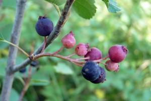 Serviceberries. Photo credit: William Ripple 