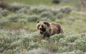 A grizzly gazes directly at the photographer while walking through shrubs in Yellowstone National Park. Photo credit: Yellowstone National Park 