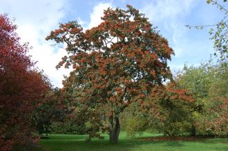 Photinia beauverdiana (21/10/2013, Kew Gardens, London)