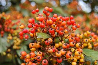 Photinia beauverdiana Berries (21/10/2013, Kew Gardens, London)