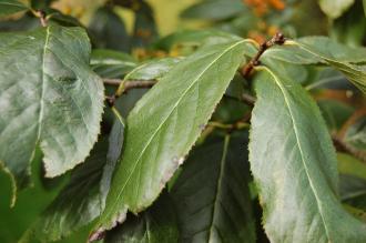 Photinia beauverdiana Leaf (21/10/2013, Kew Gardens, London)