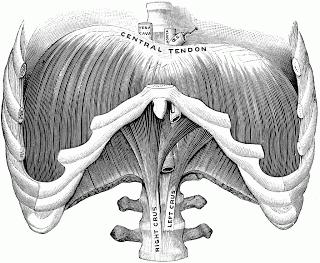 Breathing, Chronic Obstructive Pulmonary Disease, and Yoga