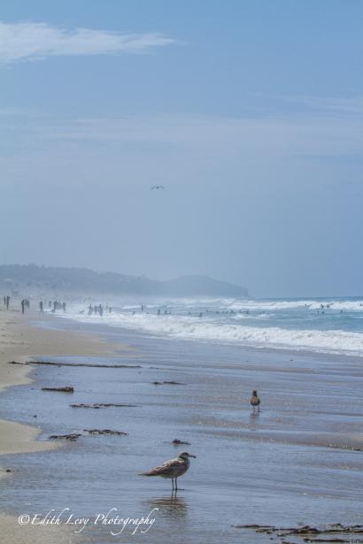 Zuma Beach, California, Los Angeleas, mist, sea, pacific ocean, seagulls, sand, waves