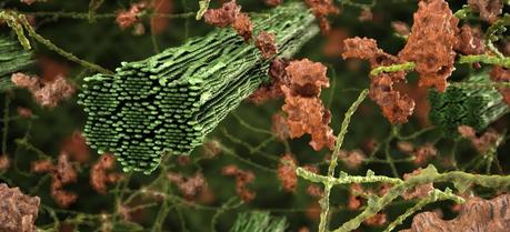 This graphical representation of lignocellulosic biomass based on supercomputer models illustrates a new Oak Ridge National Laboratory study about the inner workings of plant cell walls during bioenergy production.